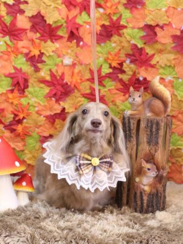 20241108ぺこちゃん